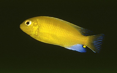 Maylandia barlowi 'Luwala Reef'